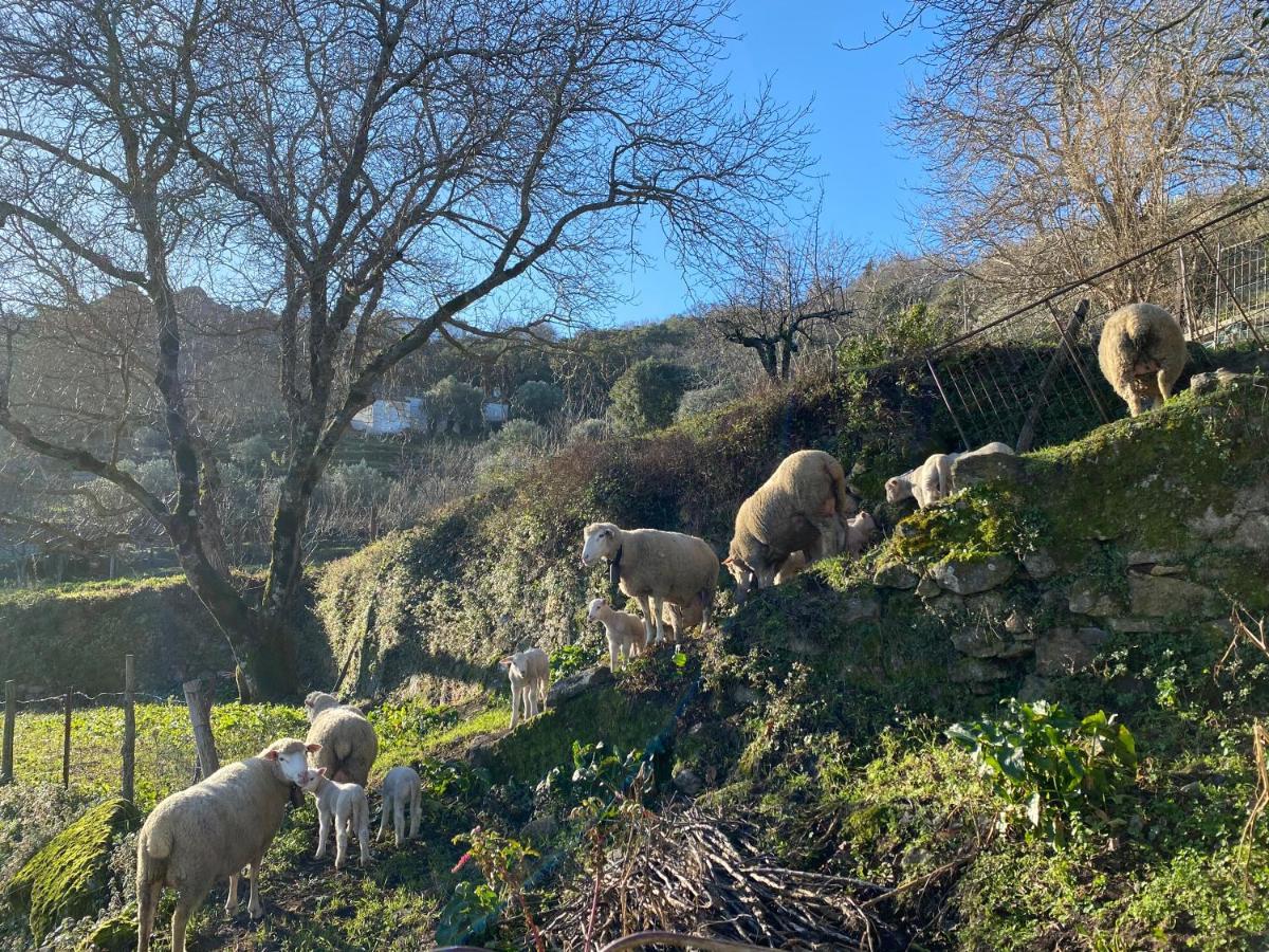 Varanda Do Alentejo Marvão Kültér fotó